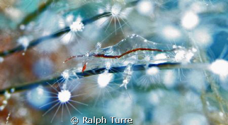 Hydroid shrimp by Ralph Turre 