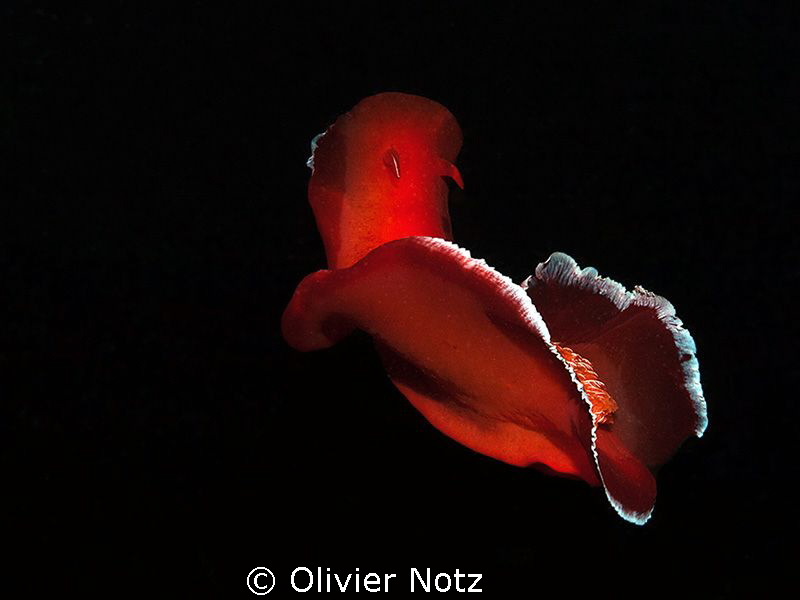 During a night dive, we had the chance to find 5 spanish ... by Olivier Notz 