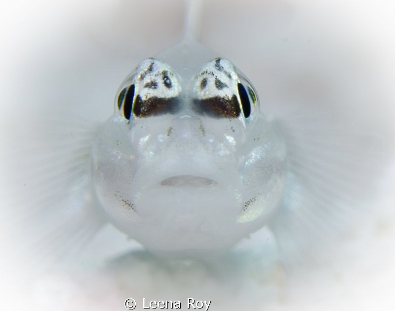Bridled Goby by Leena Roy 
