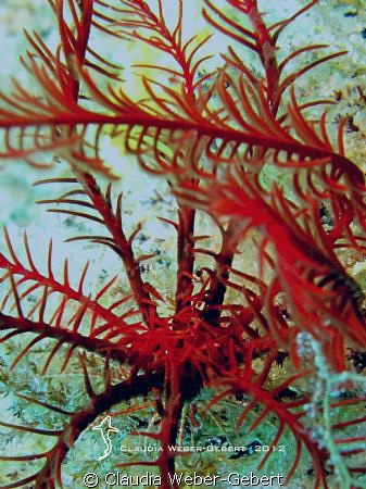 feather star by Claudia Weber-Gebert 