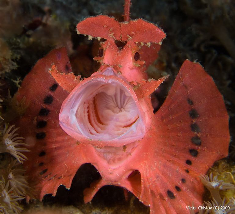 Lembeh's red fish by Victor Chistov 