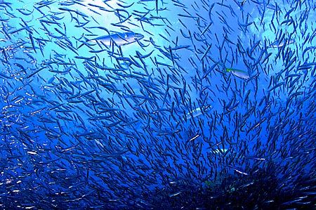 View from inside a school of bait fish. Key Largo, Florida. by Luiz Rocha 