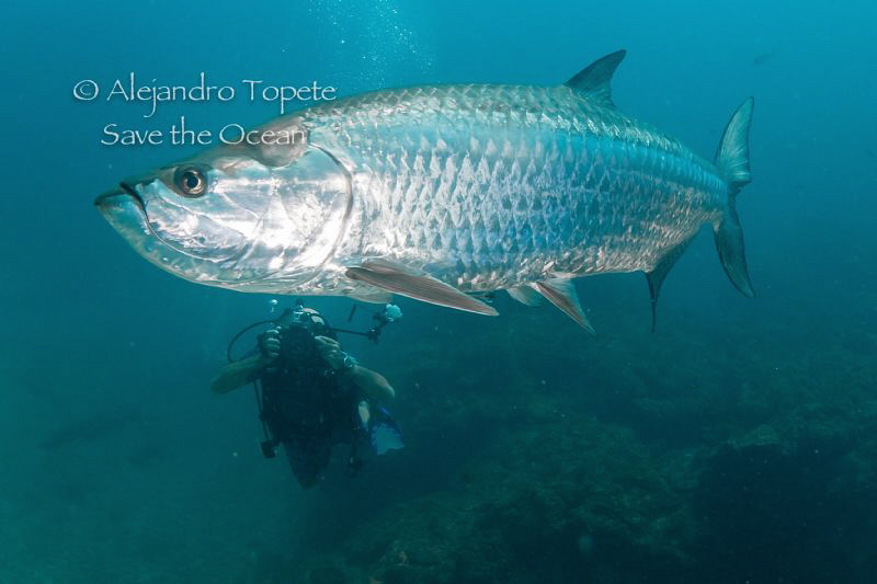 Tarpon and Photographer, Xcalac Mexico by Alejandro Topete 