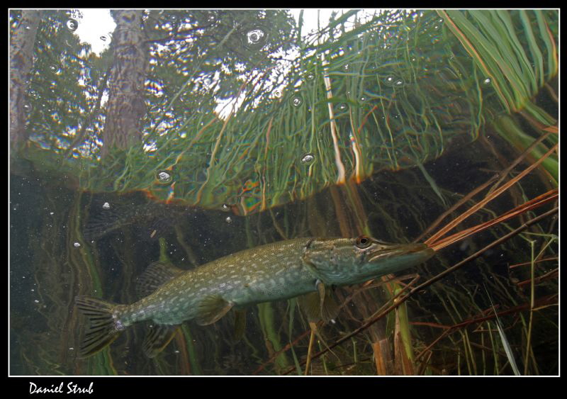 Pike in the reeds in a small pond close to home :-) by Daniel Strub 