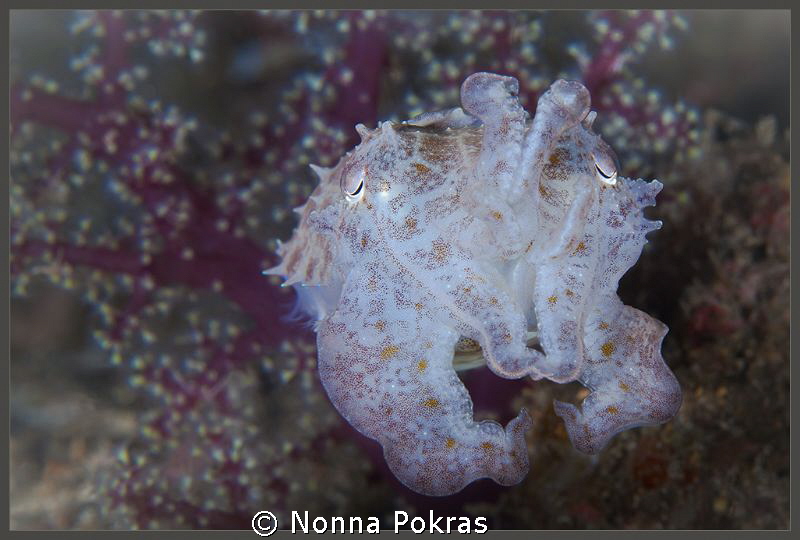 cuttlefish by Nonna Pokras 