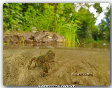 Crayfish in the River Traun by Alexander Niedermair 