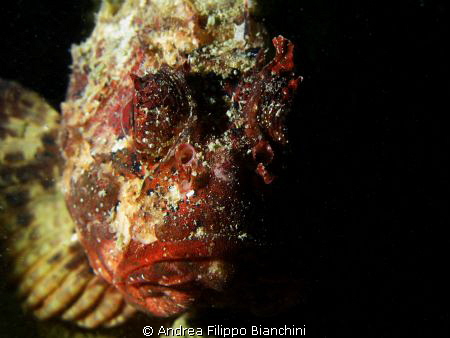 Scorpaena scrofa in the dark
Canon G7 + Underwater Photo... by Andrea Filippo Bianchini 