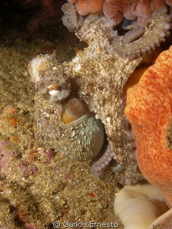 Small octopus. by Carlos Ernesto 
