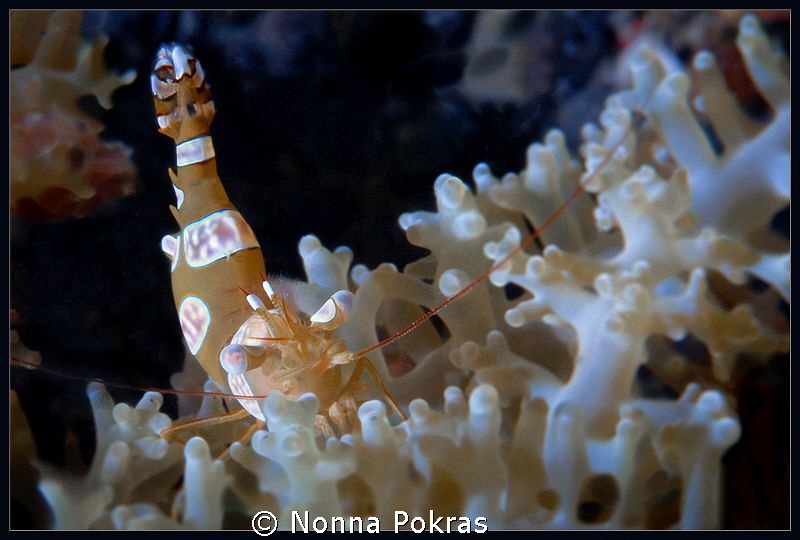 Anemone shrimp by Nonna Pokras 
