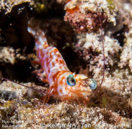 A shrimp with a big look alike smile! by Kelvin H.y. Tan 