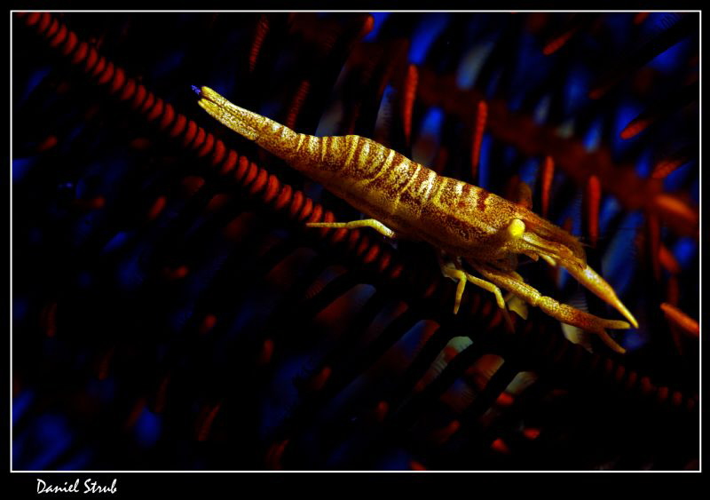 Commensal shrimp :-D by Daniel Strub 