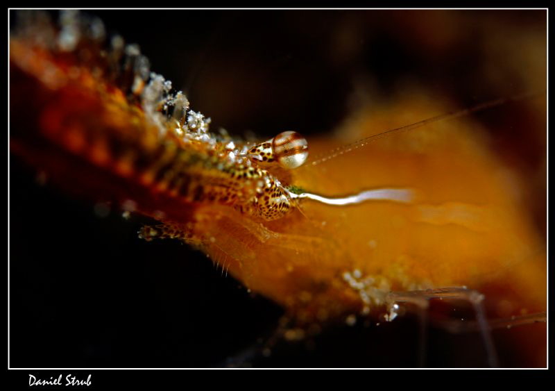 Plumed rock shrimp :-D by Daniel Strub 