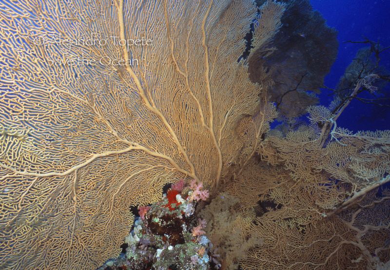 Corals in Red Sea, Sharm il Sheik Egypt by Alejandro Topete 