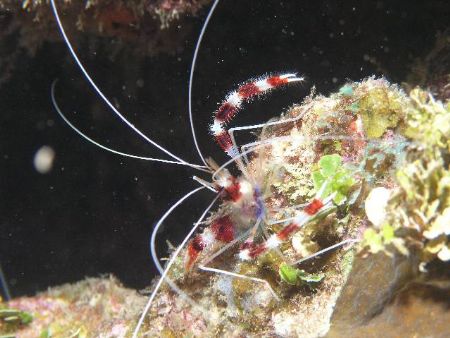 Pregnant Banded Shrimp, The Wall- Utila, Honduras. Shot w... by Matt Hogan 