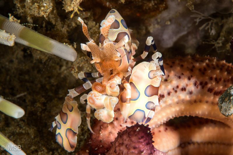 A Harlequin shrimp prefers other than blue color starfish! by Mehmet Salih Bilal 