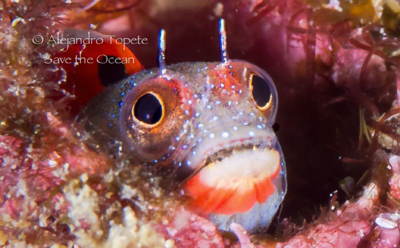 Blenny with Fear, Acapulco Mexico by Alejandro Topete 