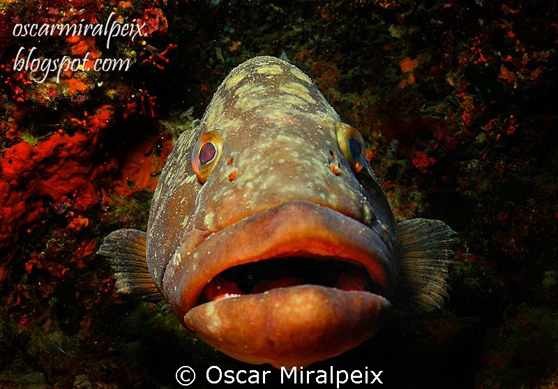 grouper by Oscar Miralpeix 