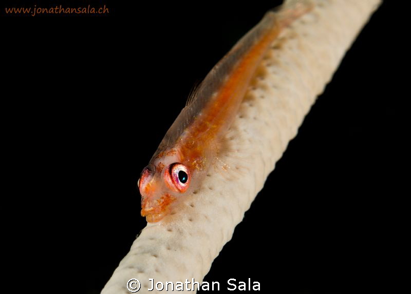 Goby in the night by Jonathan Sala 