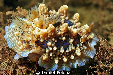 A gem nudibranch (Dendrodoris) on a "barren" Browns Bay b... by Daniel Poloha 