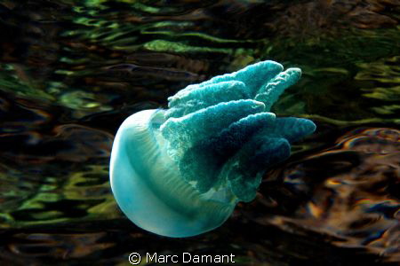 Jelly on Oiled Canvas. This Jellyfish was just below the ... by Marc Damant 
