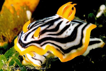 Nudibranch start to put the gills out by Daniel Flormann 