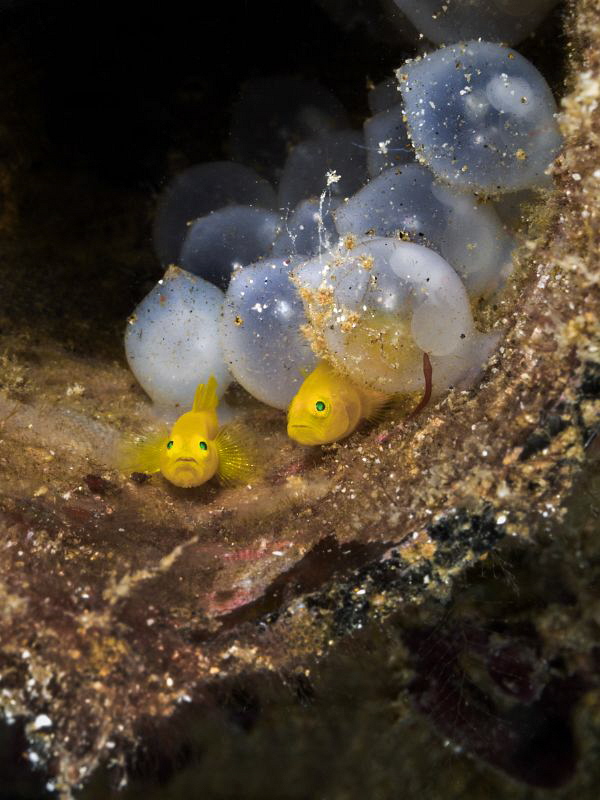 Couple of pigmy yellow goby (Lubricogobius exiguus) next ... by Alex Varani 