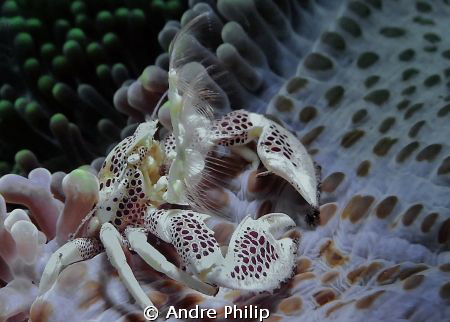 Plankton catching porcelain crab by Andre Philip 
