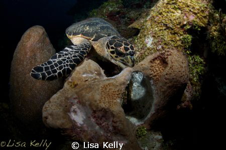 Yum, breakfast!  This turtle had to fend off another turt... by Lisa Kelly 