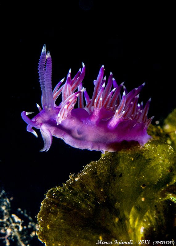 The elegance of purple (Flabellina affinis) by Marco Faimali (ismar-Cnr) 