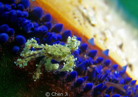 little crab on the starfish! by Chen Ji 