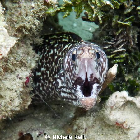Moray eel with sharp teeth by Michele Kelly 