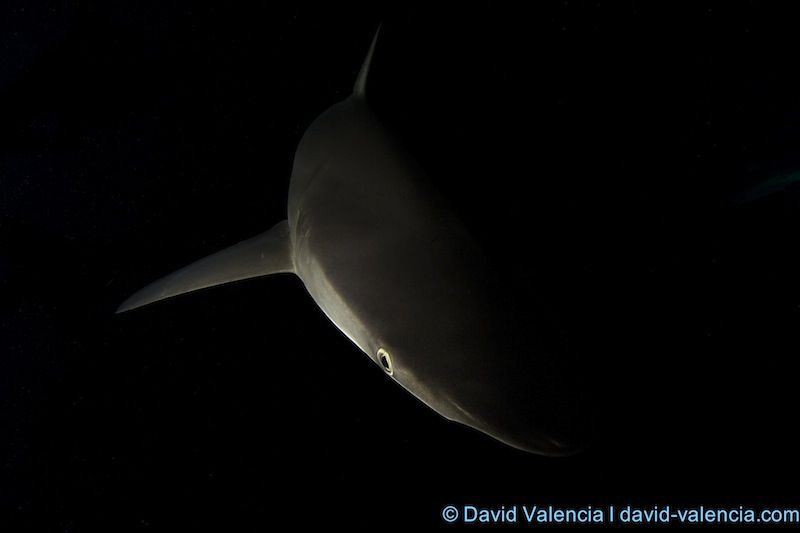 Silky shark in the very early morning. As the water warms... by David Valencia 
