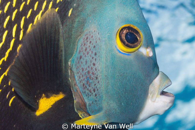 Close up encounter with a French Angelfish by Marteyne Van Well 