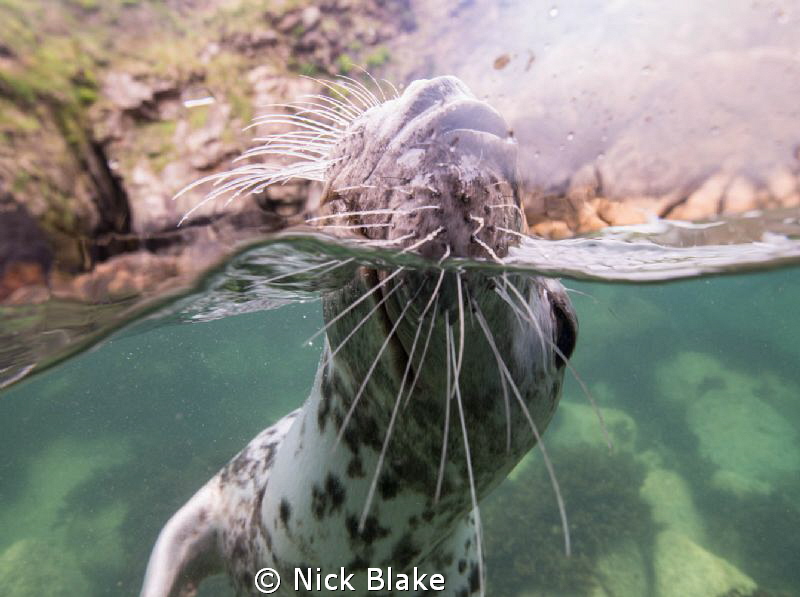 Up close with a playful seal at Lundy Island by Nick Blake 
