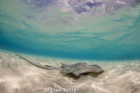 Stingray in the Cayman Islands by Lisa Kelly 