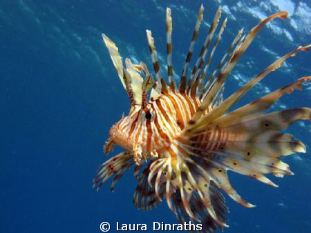 Lionfish by Laura Dinraths 