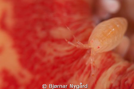 Amphipoda on anemone by Bjørnar Nygård 
