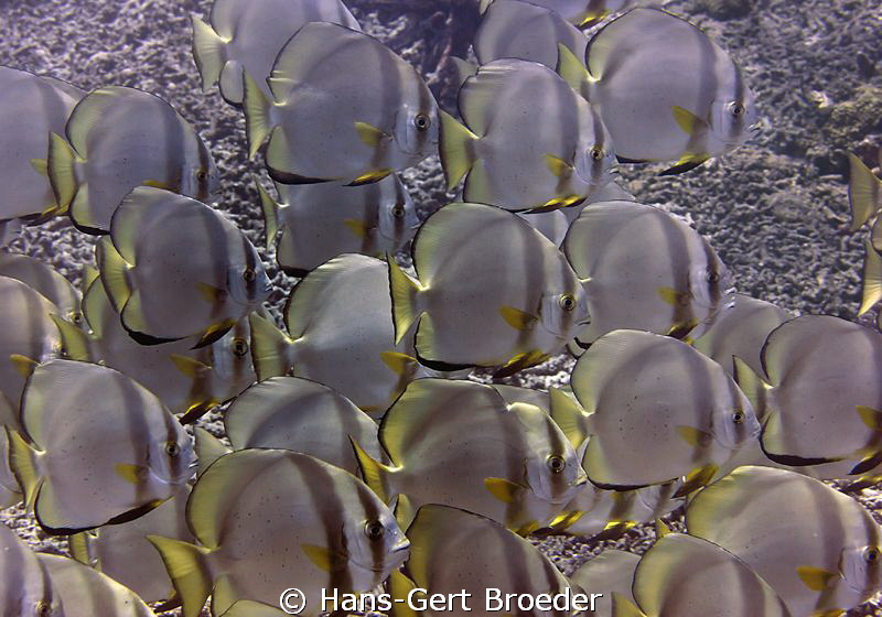 School of batfish
Bunaken,Sulawesi,Indonesia, Bunaken Ni... by Hans-Gert Broeder 
