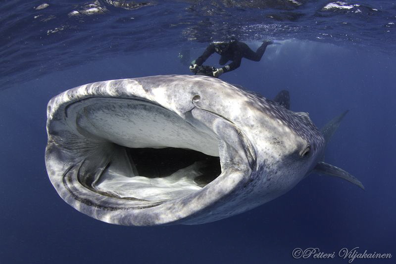 Whale shark incoming! Canon 7D. Tokina 10-17. by Petteri Viljakainen 