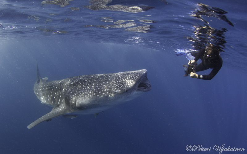 Photographing the whale shark. Canon 7D. Tokina 10-17. by Petteri Viljakainen 