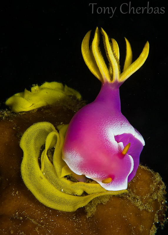 Nudi with egg ribbons by Tony Cherbas 