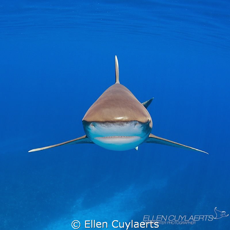 Stealth Mode

Most beautiful sight when an oceanic whit... by Ellen Cuylaerts 