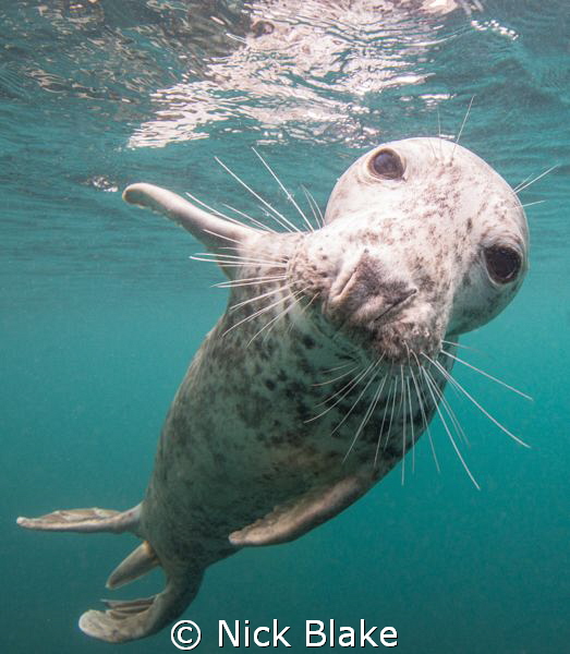 An inquisitive seal at Lundy Island by Nick Blake 