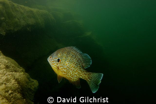 Colourful Pumpkinseed Sunfish with wide-angle, in local q... by David Gilchrist 