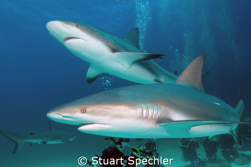 Predators!  Two hungry sharks circling the bait box.  Won... by Stuart Spechler 