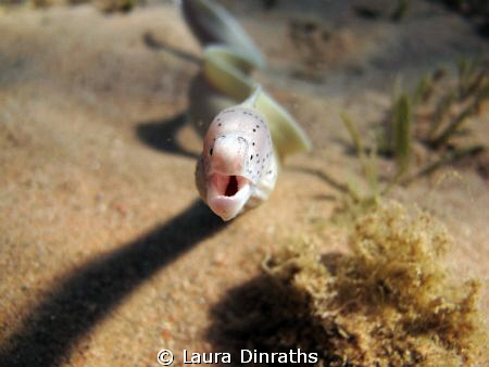 Grey peppered moray making for the camera by Laura Dinraths 