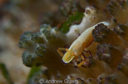 Imperator shrimp hiding in the coat of a giant nudibranch by Andrew Green 