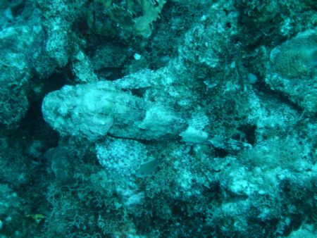Scorpionfish in hiding. Taken in Curacao. by Kelly N. Saunders 