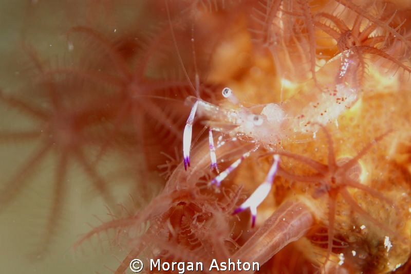 Anemone Shrimp.. Komodo. RX-100. Subsee x10 diopter. by Morgan Ashton 