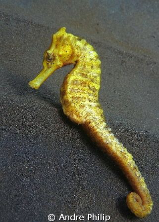nice contrast - a yellow seahorse on the dark sand of bali by Andre Philip 